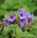 Pulmonaria obscura (unspotted lungwort) Royalty Free Stock Photo