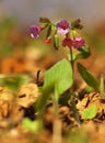 Pulmonaria officinalis, common lungwort, Mary`s tears or Our Lady`s milk drops. Purple flower of medical plant in grass on meadow Royalty Free Stock Photo