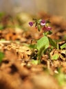 Pulmonaria officinalis, common lungwort, Mary`s tears or Our Lady`s milk drops. Purple flower of medical plant in grass on meadow Royalty Free Stock Photo