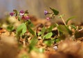 Pulmonaria officinalis, common lungwort, Mary`s tears or Our Lady`s milk drops. Purple flower of medical plant in grass on meadow Royalty Free Stock Photo