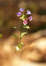 Pulmonaria officinalis, common lungwort, Mary`s tears or Our Lady`s milk drops. Purple flower of medical plant in grass on meadow Royalty Free Stock Photo