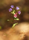 Pulmonaria officinalis, common lungwort, Mary`s tears or Our Lady`s milk drops. Purple flower of medical plant in grass on meadow Royalty Free Stock Photo