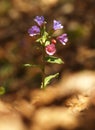 Pulmonaria officinalis, common lungwort, Mary`s tears or Our Lady`s milk drops. Purple flower of medical plant in grass on meadow Royalty Free Stock Photo