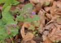 Pulmonaria officinalis (common lungwort) with some blossoms