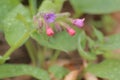 Pulmonaria officinalis (common lungwort) with some blossoms