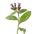 Pulmonaria officinalis