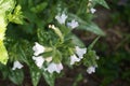 Pulmonaria saccharata Opal is a species of flowering plant in the family Boraginaceae. Berlin, Germany Royalty Free Stock Photo