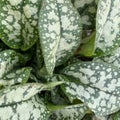 Pulmonaria `Sissinghurst White`, spotted variegated plant.