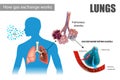 The pulmonary alveoli enable respiratory gas exchange Royalty Free Stock Photo