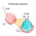 Pulmonary alveoli. gas exchange in a lungs