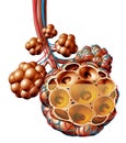 Pulmonary Alveoli
