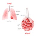 Pulmonary alveolus. alveoli, trachea, and bronchiole in the lungs