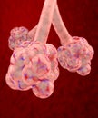 Pulmonary alveolus, lung lobule