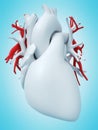 The pulmonary artery