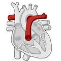 Pulmonary artery - Heart - Human body - Education Royalty Free Stock Photo