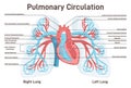 Pulmonary circulation. Anatomy of human lungs, heart and blood vessels