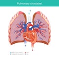 Pulmonary circulation. Royalty Free Stock Photo