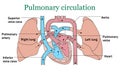 Pulmonary circulation vector Royalty Free Stock Photo