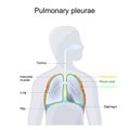 Pulmonary pleurae. lungs Anatomy