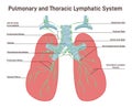 Pulmonary and thoracic lymph node. Fluid exchange, body defense