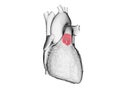 The pulmonary valve