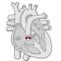 Pulmonary valve - Heart - Human body - Education Royalty Free Stock Photo