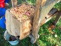 Pulp of fresh apples in tray of wooden press