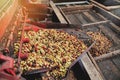 Pulping coffee bean on machine Royalty Free Stock Photo