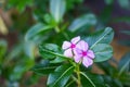 Pulple Catharanthus roseus flower, Madagascar periwinkle Royalty Free Stock Photo