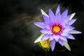 Pulple Lotus