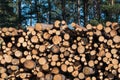 Pulpwood biomass stacked in a logpile Royalty Free Stock Photo