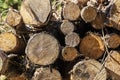 Pulpwood biomass stacked in a logpile in a pine tree forest Royalty Free Stock Photo