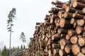Pulpwood pile in a forest Royalty Free Stock Photo