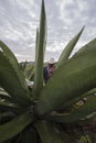 Pulque