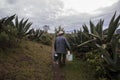 Pulque