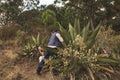 Pulquero master extracting mead from the magueys