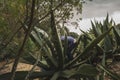 Pulquero master extracting mead from the magueys