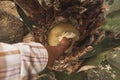 Pulquero master scraping the maguey to generate mead and later create pulque