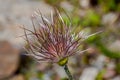 Pulsatila halleri plant bloom Royalty Free Stock Photo