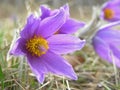 Pulsatilla Royalty Free Stock Photo