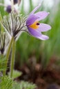 Pulsatilla