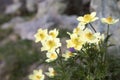 Pulsatilla alpina, alpine anemone, bunch of yellow wildflowers at the high mountain meadow close-up.  Bunch of beautiful blooming Royalty Free Stock Photo