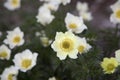 Pulsatilla alpina, alpine anemone, yellow wild flowers at the mountain meadow close-up.  Bunch of beautiful blooming flowers by Royalty Free Stock Photo