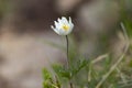 Pulsatilla alpina, the alpine pasqueflower or alpine anemone, is a species of flowering plant in the Ranunculaceae family