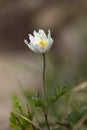 Pulsatilla alpina, the alpine pasqueflower or alpine anemone, is a species of flowering plant in the Ranunculaceae family