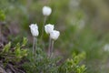 Pulsatilla alpina, the alpine pasqueflower or alpine anemone, is a species of flowering plant in the Ranunculaceae family