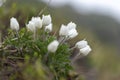 Pulsatilla alpina, the alpine pasqueflower or alpine anemone, is a species of flowering plant in the Ranunculaceae family