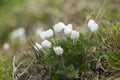 Pulsatilla alpina, the alpine pasqueflower or alpine anemone, is a species of flowering plant in the Ranunculaceae family