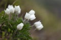 Pulsatilla alpina, the alpine pasqueflower or alpine anemone, is a species of flowering plant in the Ranunculaceae family