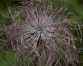 Pulsatilla Alpina Royalty Free Stock Photo